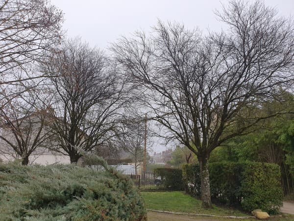 taille d'arbres jardin